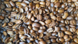 tips sangrai kopi rumahan