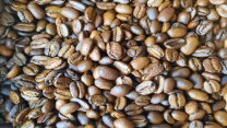 tips sangrai kopi rumahan