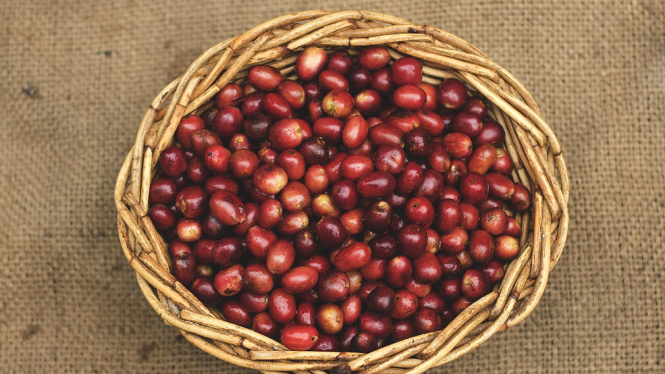 cara memilih bibit kopi unggul
