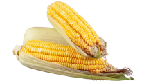 bisnis olahan jagung