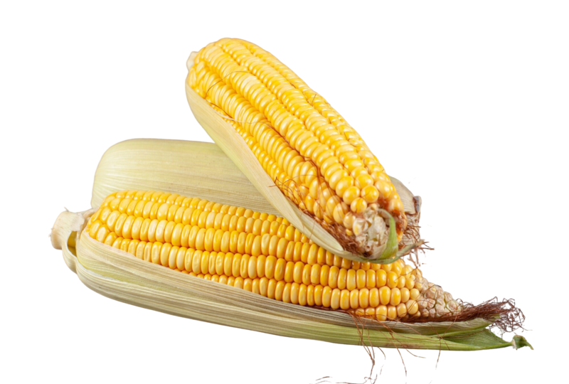 bisnis olahan jagung