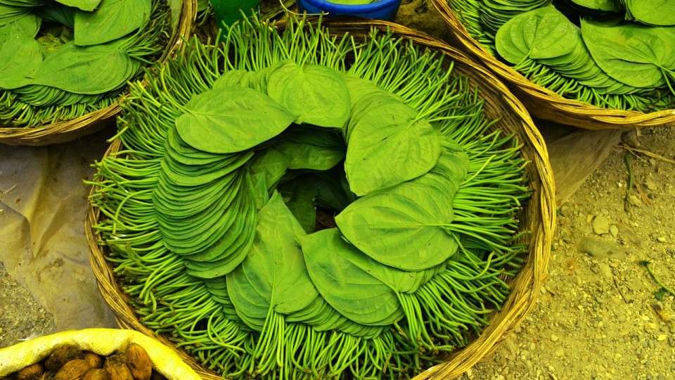 manfaat daun sirih untuk kesehatan