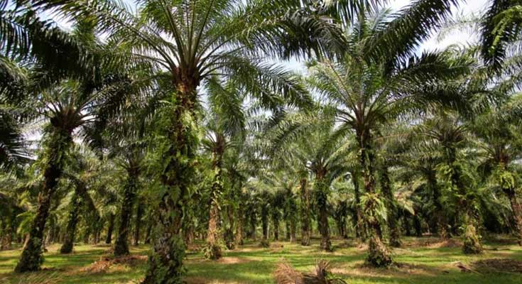 cara budidaya kelapa sawit