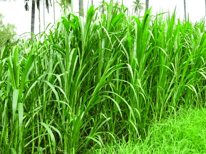 hijauan utama pakan ternak