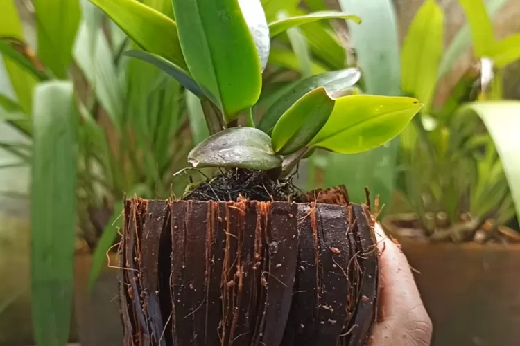 pemasaran sabut kelapa sebagai media tanam