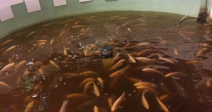 kesalahan pemeliharaan ikan nila sistem bioflok