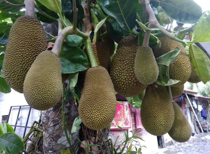 tips memasarkan keripik nangka online