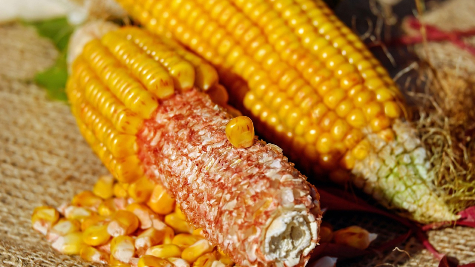 usaha pemipilan jagung