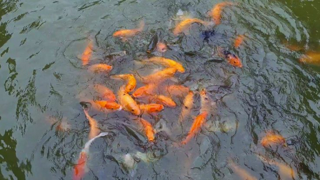 manfaat sistem bioflok pada ikan nila