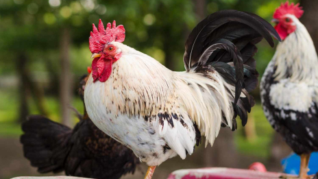 Kelebihan Menggunakan Mesin Perontok Bulu Ayam