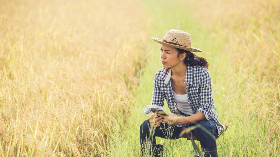 tujuan penggunaan mesin pengolah padi