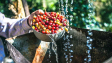 Cara Mengupas Buah Kopi Basah yang Benar