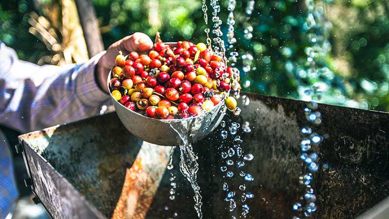 Cara Mengupas Buah Kopi Basah yang Benar