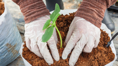 Proses Produksi Cocopeat Alami
