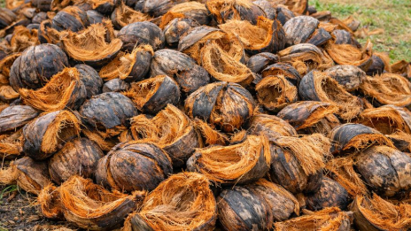 Cara Memisahkan Serat Dan Serbuk Kelapa Dengan Maksimal