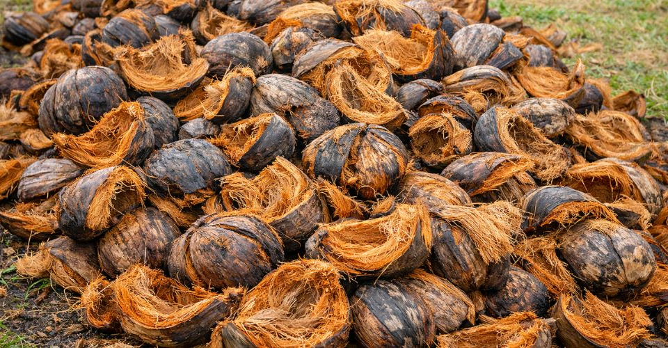 Cara Memisahkan Serat Dan Serbuk Kelapa Dengan Maksimal