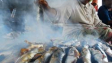 Cara Mengawetkan Ikan Dengan Asap Tradisional Efektif