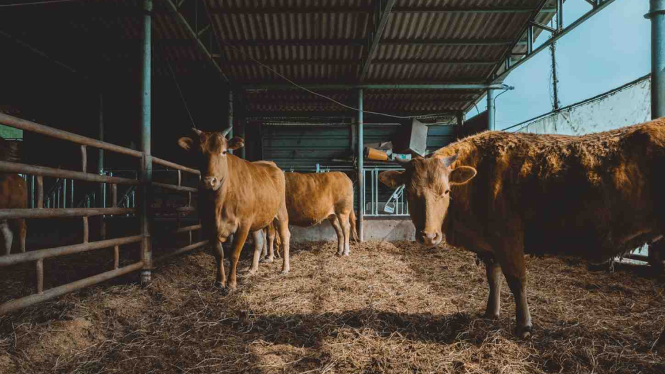 cara kerja alat perebah sapi