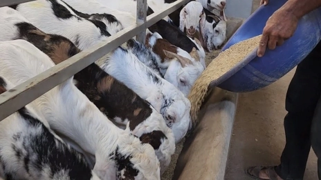 Cara Membuat Pakan Kambing Awet Lebih Praktis